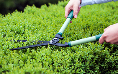 Tree & Shrub Trimming